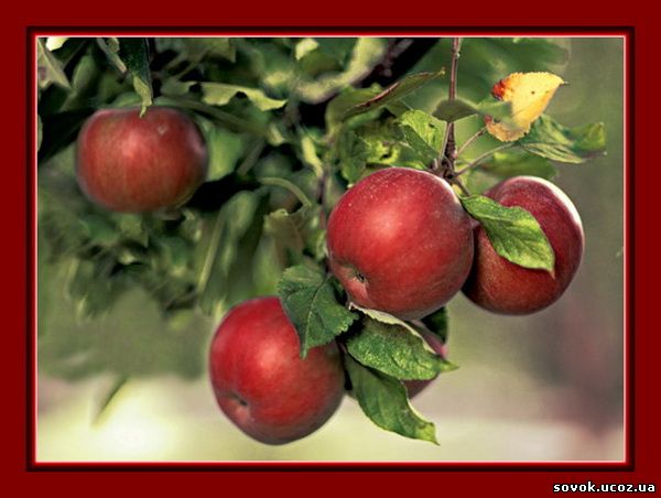 Сорта яблони 